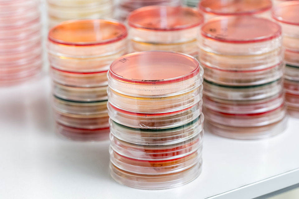 Bacteriology plates